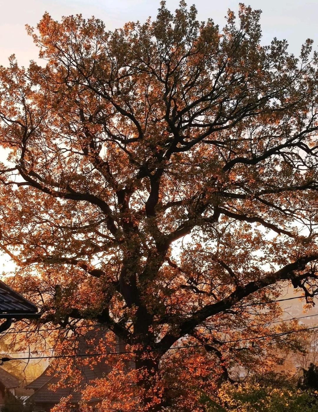 The Little Oak - Tiny House With Bed On Mezzanine & Terrace - From 1 To 4 P Disney, Paris & Cdg Pomponne Eksteriør billede